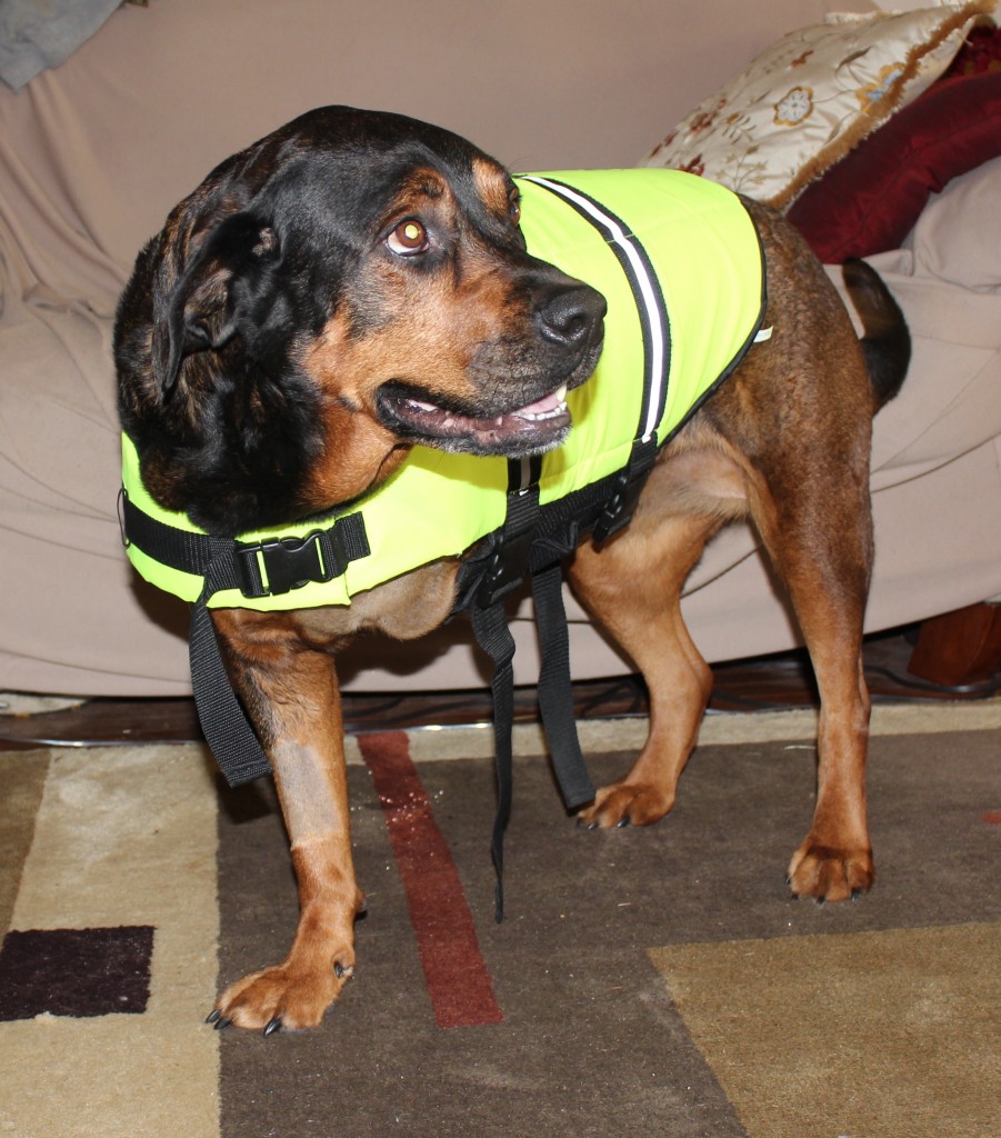 Trying on my fancy new doggie lifevest! Now where's the water?!