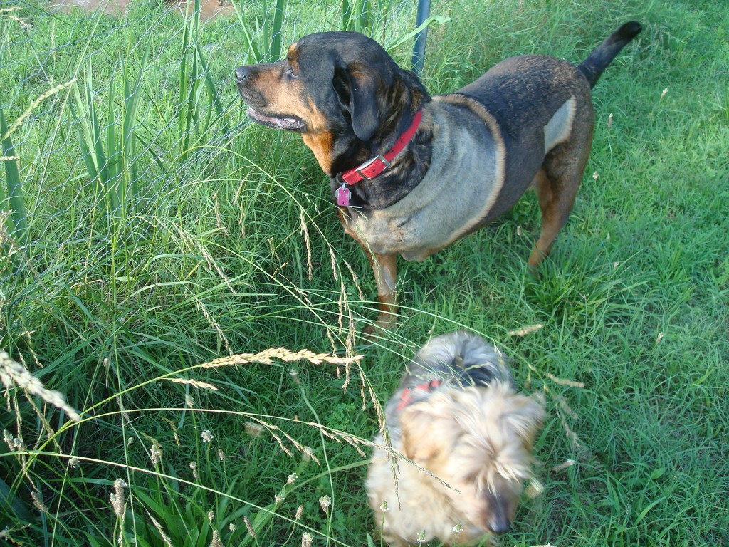 Sniffing the air with my little buddy, Scruffy!